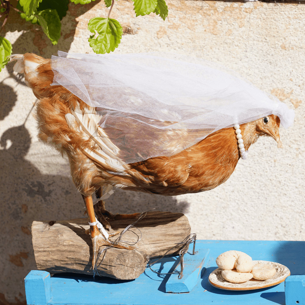Eine Henne als Braut mit Schleiher