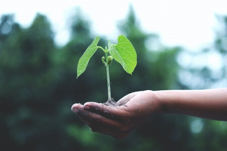 Nachhaltigkeit Person hält Pflanze