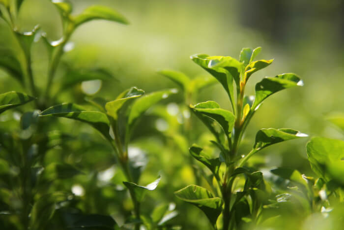 grüner Tee Teepflanze